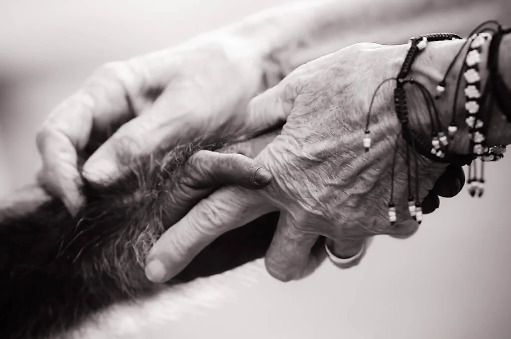 Photo of chimp and human hands holding each other